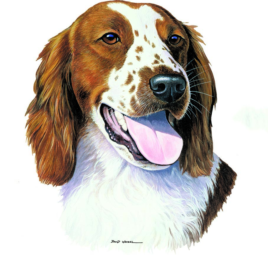 ABH – 1Dogs Welsh Springer Spaniel 12384 © Art Brands Holdings, LLC