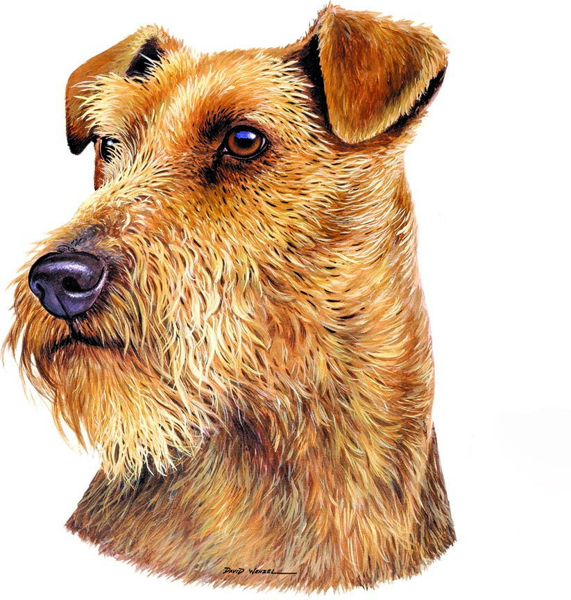 ABH – 1Dogs Welsh Terrier 12378 © Art Brands Holdings, LLC