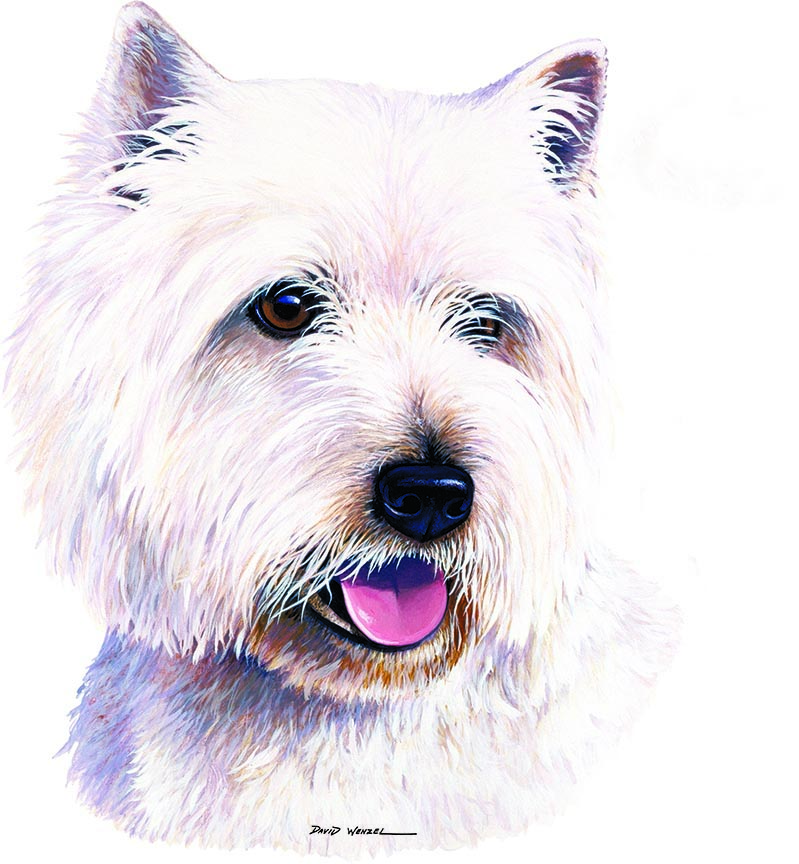 ABH – 1Dogs West Hyland Terrier 12355 © Art Brands Holdings, LLC