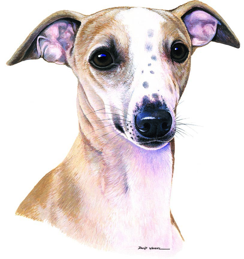 ABH – 1Dogs Whippet 12400 © Art Brands Holdings, LLC