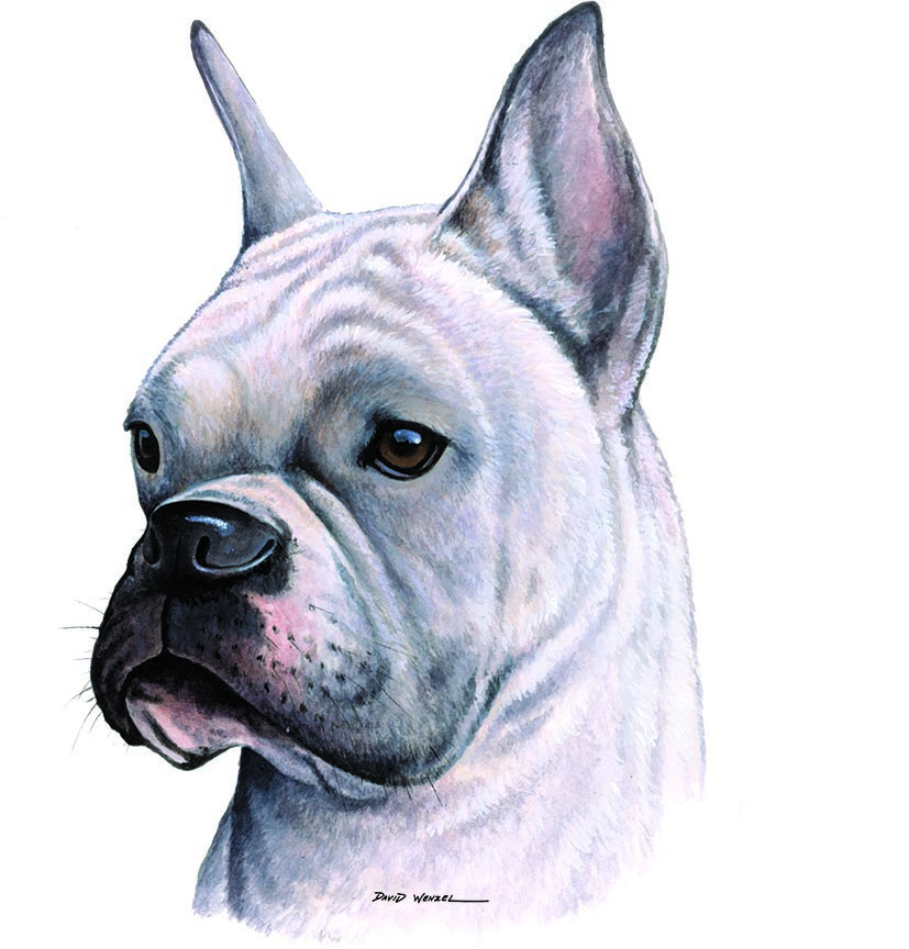 ABH – 1Dogs White Boxer 12445 © Art Brands Holdings, LLC