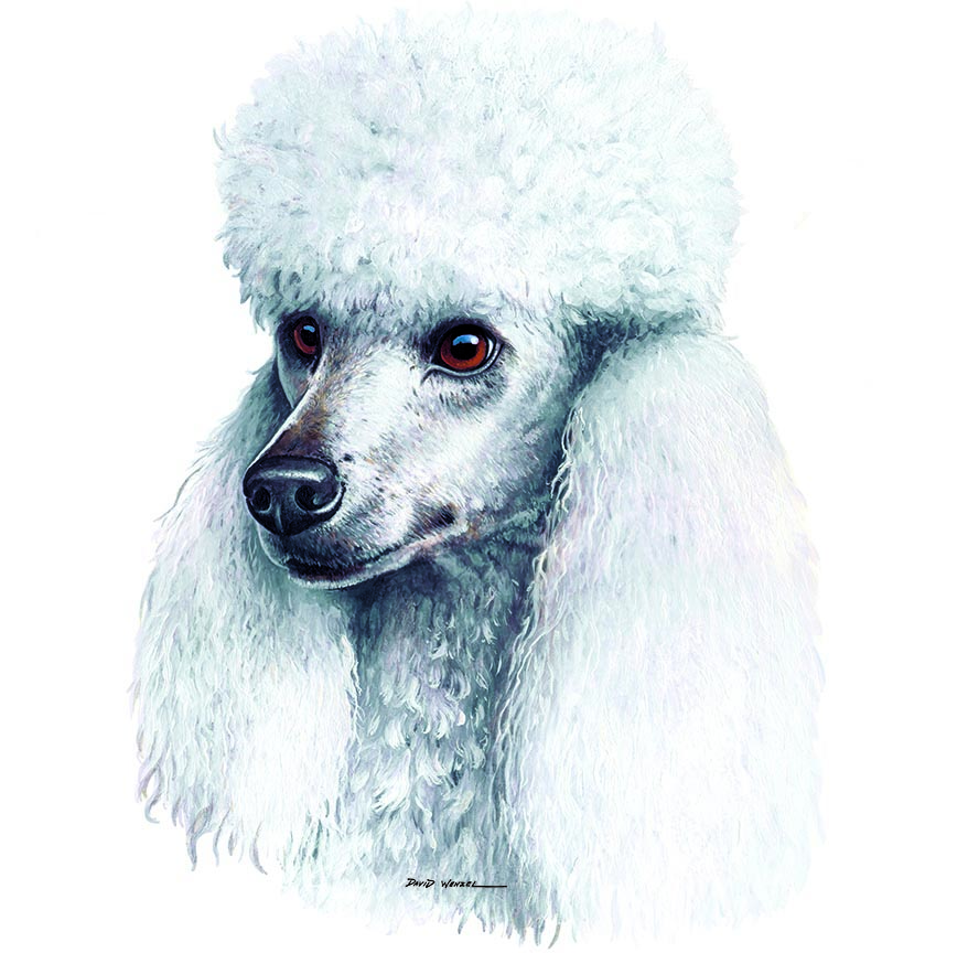 ABH – 1Dogs White Poodle 12319 © Art Brands Holdings, LLC