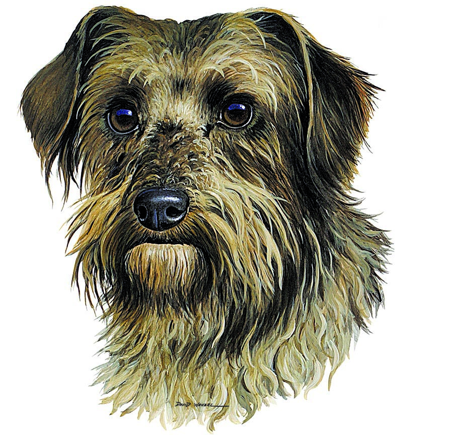 ABH – 1Dogs YorkiPoo 12425 © Art Brands Holdings, LLC