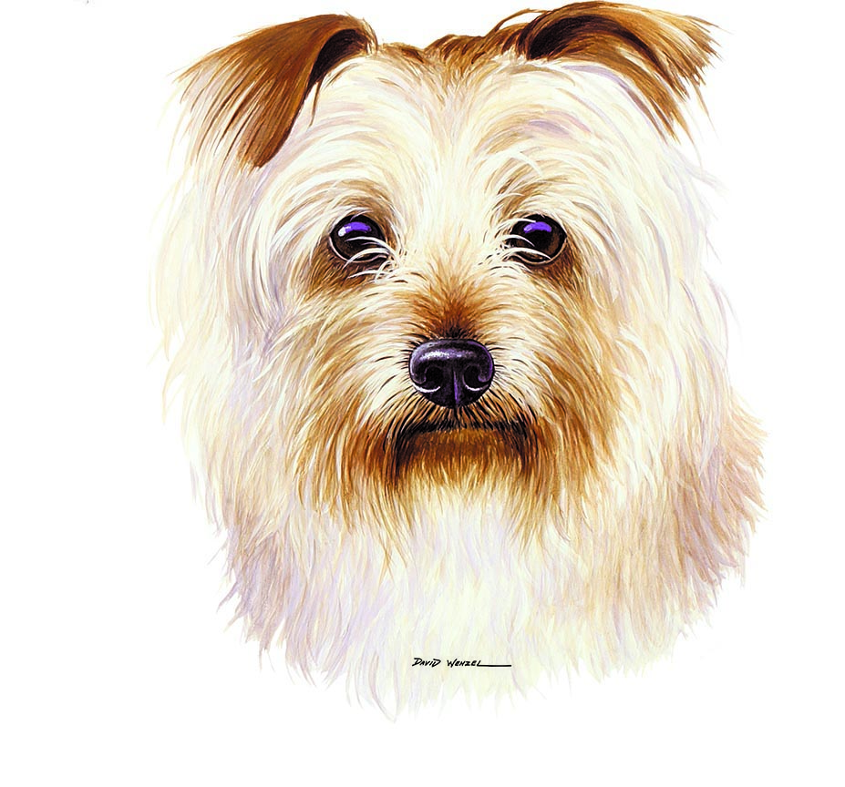 ABH – 1Dogs Yorktese 12432 © Art Brands Holdings, LLC