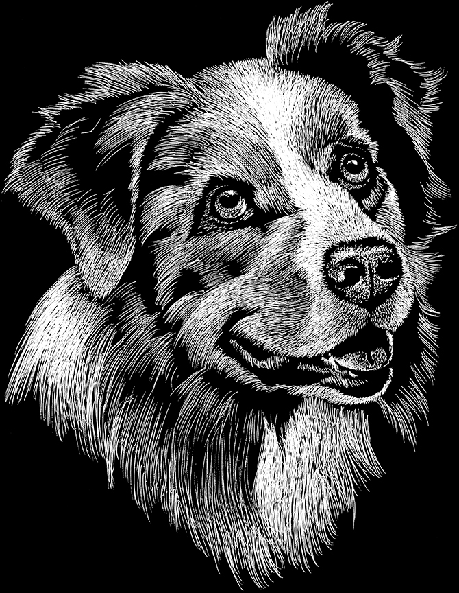 ABH – 2Dogs BW Australian Shepherd 00549 © Art Brands Holdings, LLC