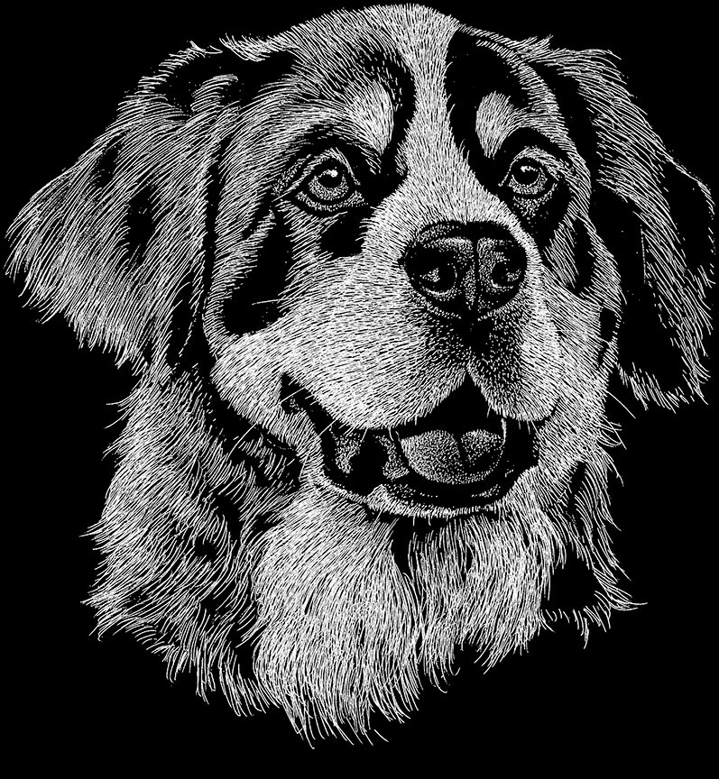 ABH – 2Dogs BW Bernese Mountain Dog 00375 © Art Brands Holdings, LLC