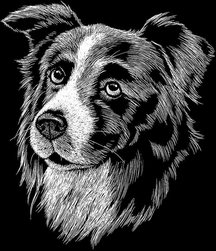 ABH – 2Dogs – BW Border Collie 00552 © Art Brands Holdings, LLC