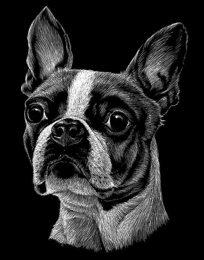 ABH – 2Dogs BW Boston Terrier 22251 © Art Brands Holdings, LLC