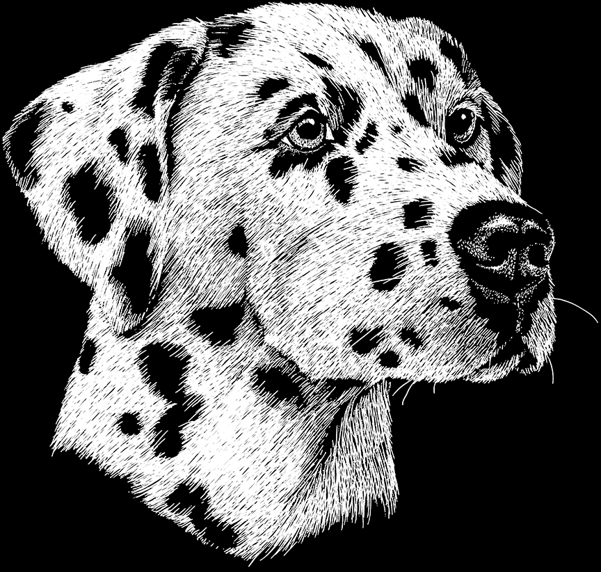 ABH – 2Dogs BW Dalmation 00555 © Art Brands Holdings, LLC