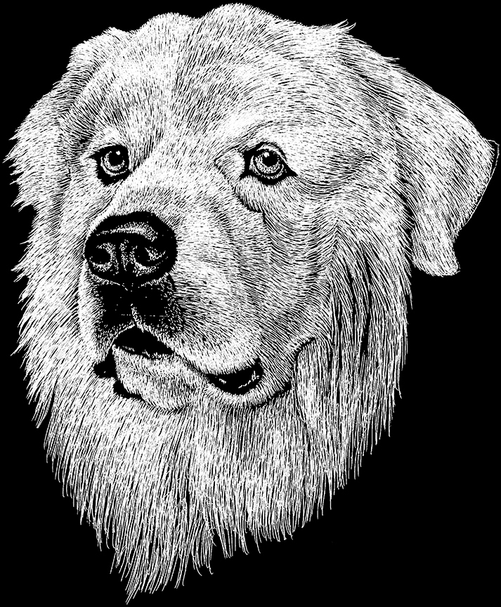 ABH – 2Dogs BW Great Pyrenees 00374 © Art Brands Holdings, LLC