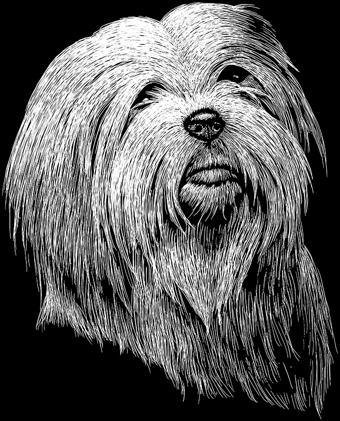 ABH – 2Dogs BW Lhasa Apsos 00546 © Art Brands Holdings, LLC