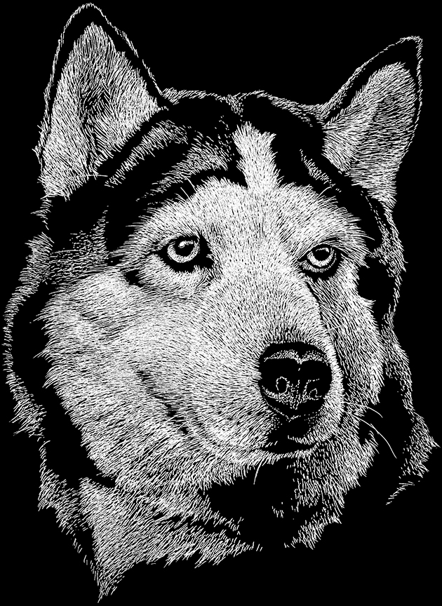 ABH – 2Dogs BW Siberian Husky 00385 © Art Brands Holdings, LLC