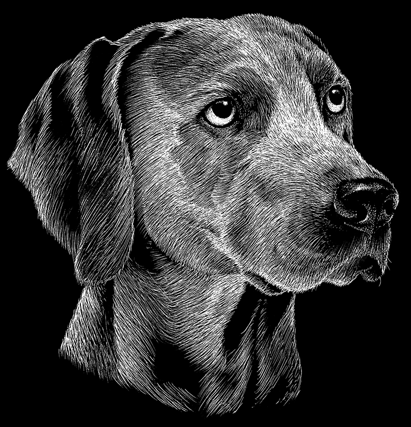 ABH – 2Dogs BW Weimaraner 22260 © Art Brands Holdings, LLC