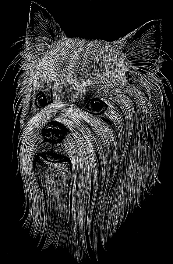 ABH – 2Dogs BW Yorkshire Terrier 22420 © Art Brands Holdings, LLC