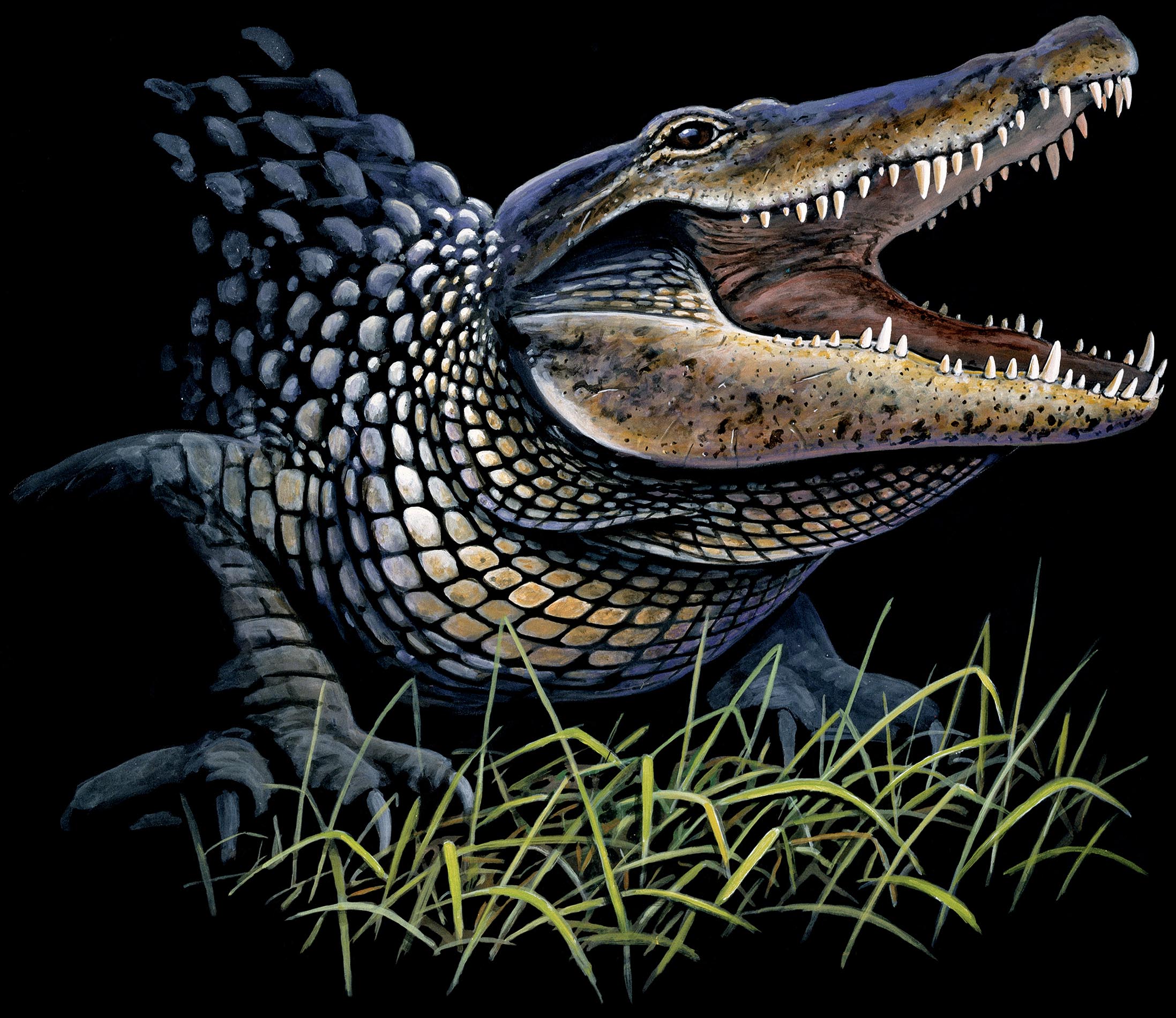 ABH – 4Animals, Black, Alligator 00066 © Art Brands Holdings, LLC