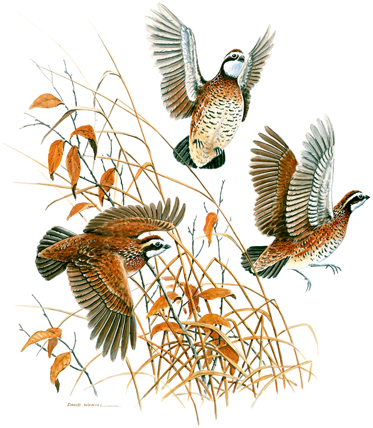 ABH – 4Animals, Bobwhite Quail 04747 © Art Brands Holdings, LLC