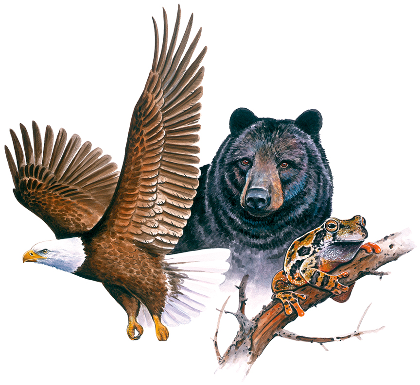 ABH – 4Animals, Compilation Black Bear, Eagle, Frog 04749 © Art Brands Holdings, LLC
