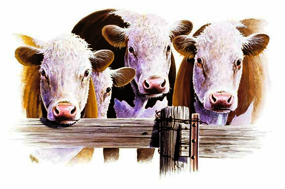 ABH – 4Animals, Cows 09348 © Art Brands Holdings, LLC