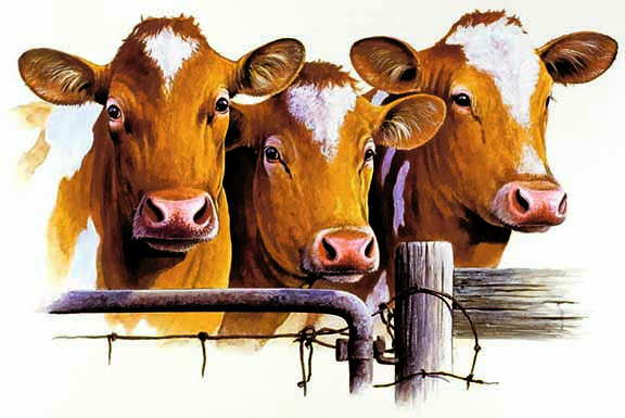 ABH – 4Animals, Cows 09731 © Art Brands Holdings, LLC