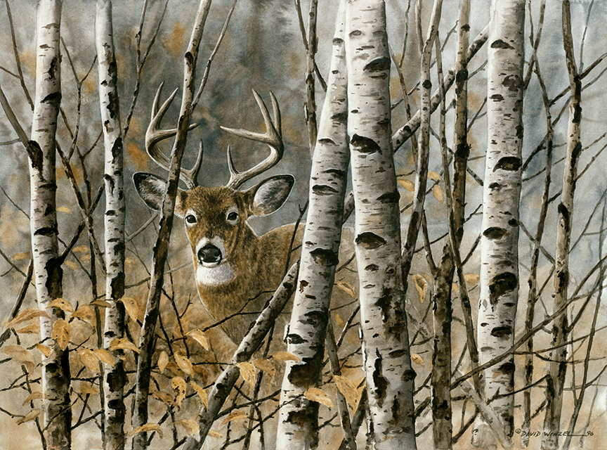 ABH – 4Animals, Deer 03507 © Art Brands Holdings, LLC