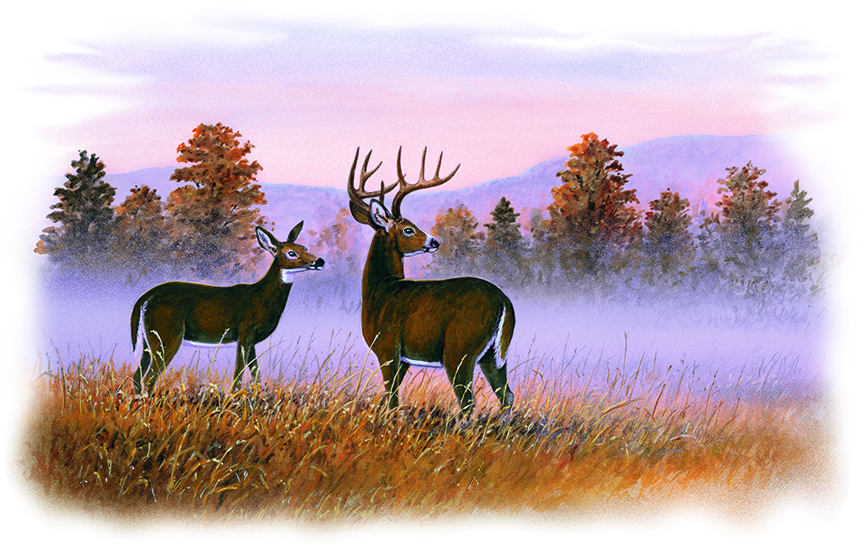 ABH – 4Animals, Deer 05530 © Art Brands Holdings, LLC