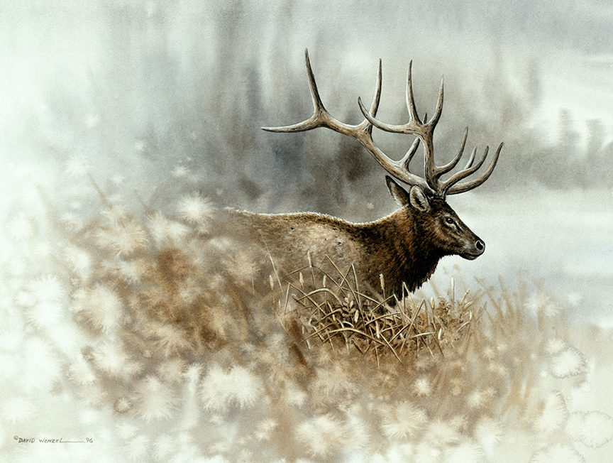 ABH – 4Animals, Elk 03503 © Art Brands Holdings, LLC