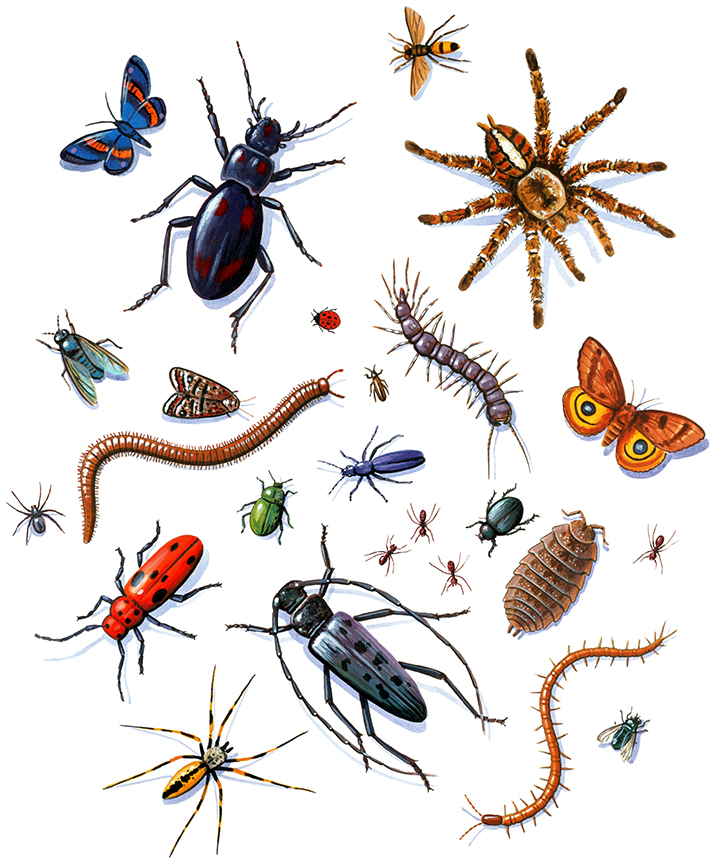 ABH – 4Animals, Insects 01288 © Art Brands Holdings, LLC