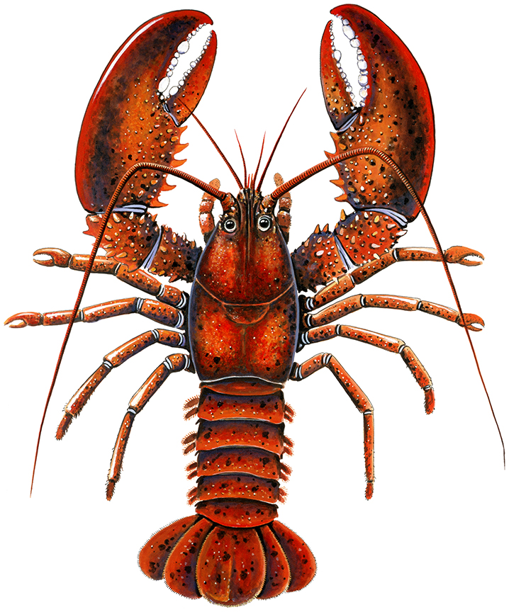 ABH – 4Animals, Lobster 03214 © Art Brands Holdings, LLC