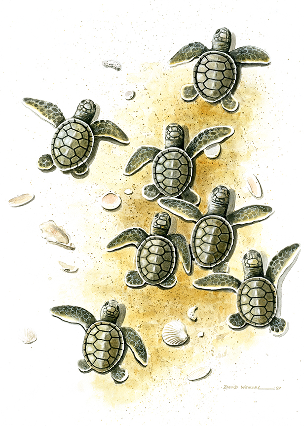 ABH – 4Animals, Loggerhead Turtle Babies 03502 © Art Brands Holdings, LLC
