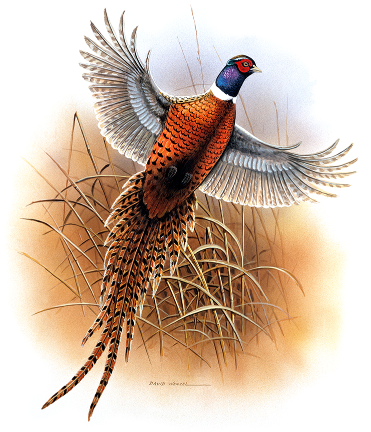 ABH – 4Animals, Pheasant 00090 © Art Brands Holdings, LLC