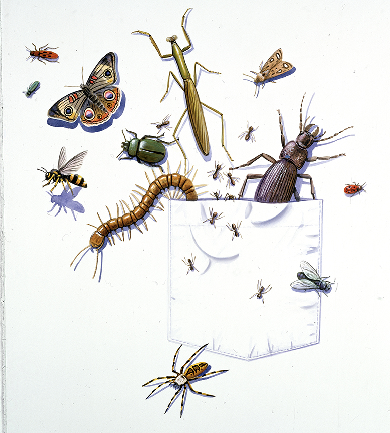 ABH – 4Animals, Pocket, Bugs and Insects 01521 © Art Brands Holdings, LLC