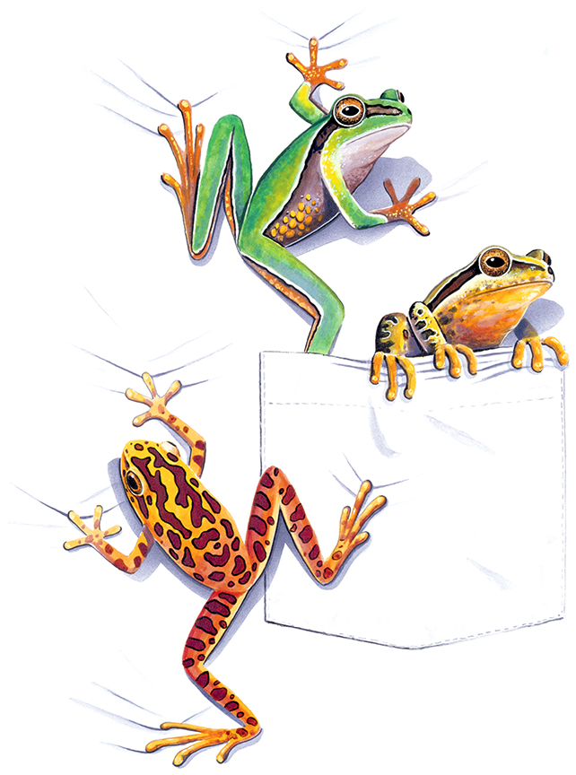 ABH – 4Animals, Pocket, Frogs 01344 © Art Brands Holdings, LLC