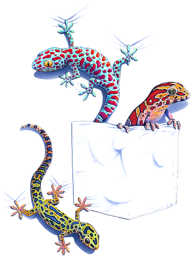 ABH – 4Animals, Pocket, Geckos 01343 © Art Brands Holdings, LLC