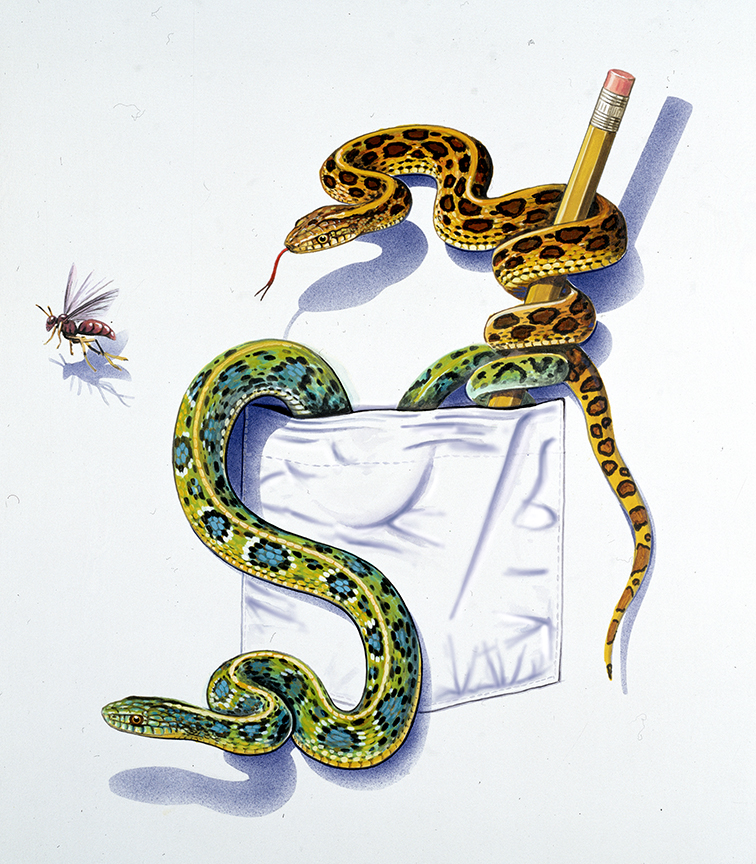 ABH – 4Animals, Pocket, Snakes 01522 © Art Brands Holdings, LLC