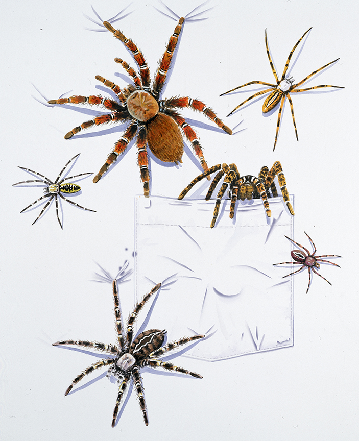 ABH – 4Animals, Pocket, Spiders 01519 © Art Brands Holdings, LLC