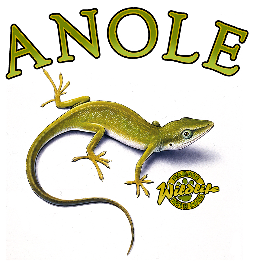 ABH – 4Animals, Words, Anole 03520A © Art Brands Holdings, LLC