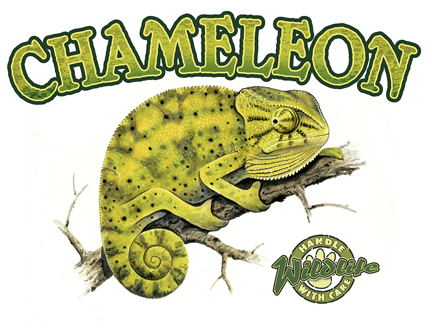 ABH – 4Animals, Words, Chameleon 03523B © Art Brands Holdings, LLC