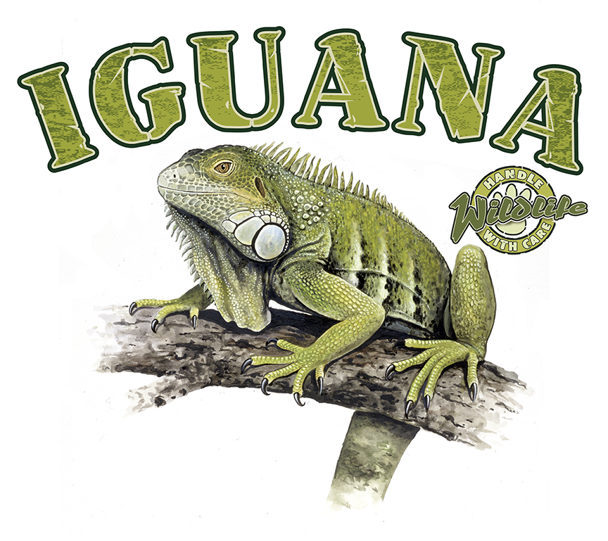 ABH – 4Animals, Words, Iguana 03521 © Art Brands Holdings, LLC