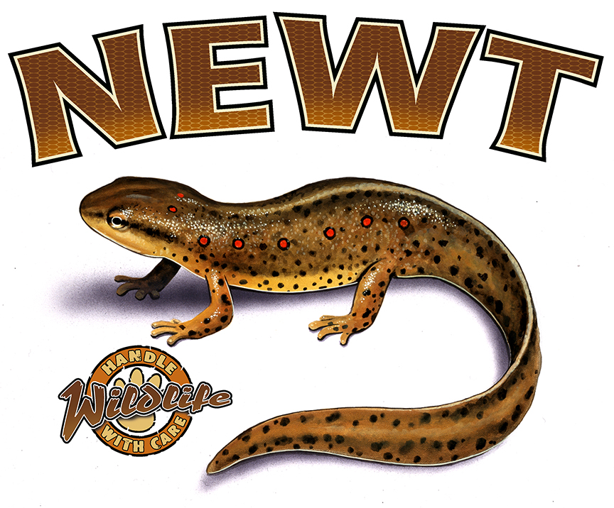 ABH – 4Animals, Words, Newt 03529 © Art Brands Holdings, LLC