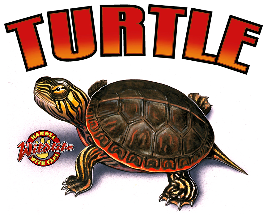 ABH – 4Animals, Words, Turtle 03528 © Art Brands Holdings, LLC