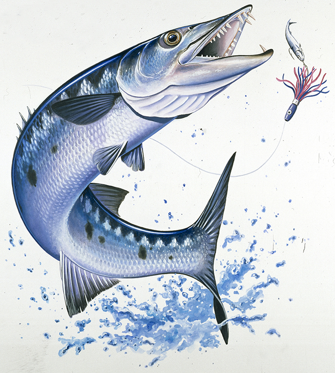 ABH – 4Fish, Barracuda 06643 © Art Brands Holdings, LLC