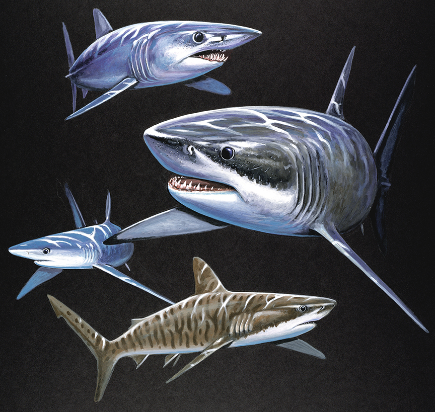 ABH – 4Fish, Black, Sharks 00075 © Art Brands Holdings, LLC