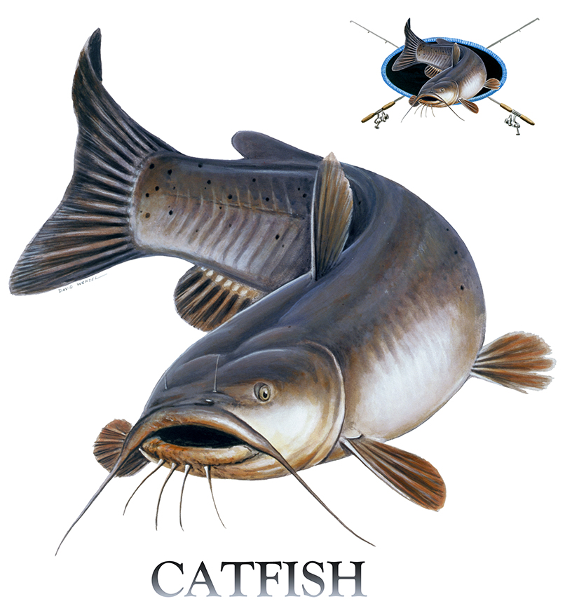 ABH – 4Fish, Catfish 02795 © Art Brands Holdings, LLC