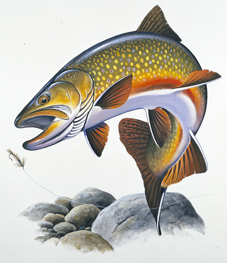 ABH – 4Fish, Golden Trout 07351 © Art Brands Holdings, LLC