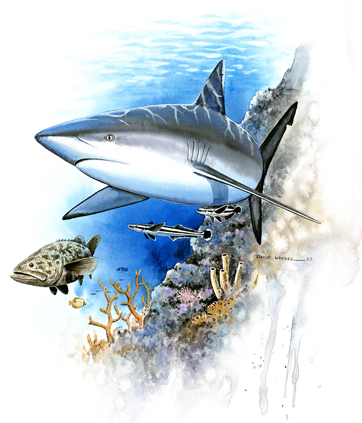 ABH – 4Fish, Great White Shark 03566 © Art Brands Holdings, LLC