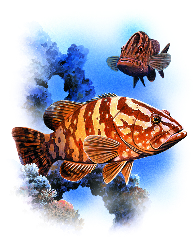 ABH – 4Fish, Grouper 05389 © Art Brands Holdings, LLC