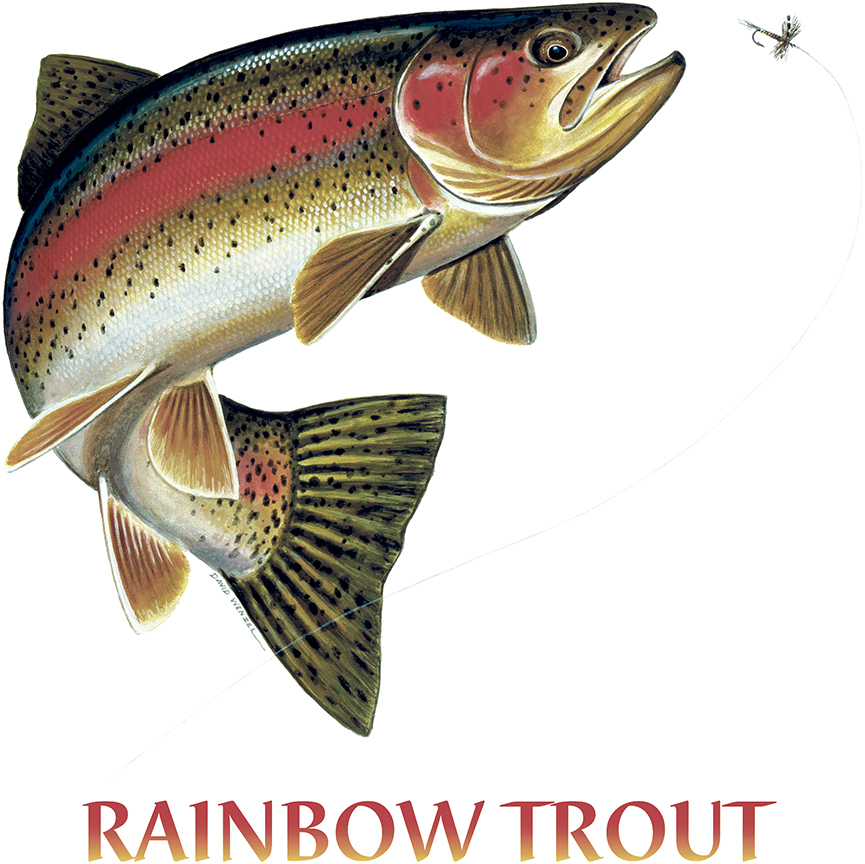 ABH – 4Fish, Rainbow Trout 02801 © Art Brands Holdings, LLC