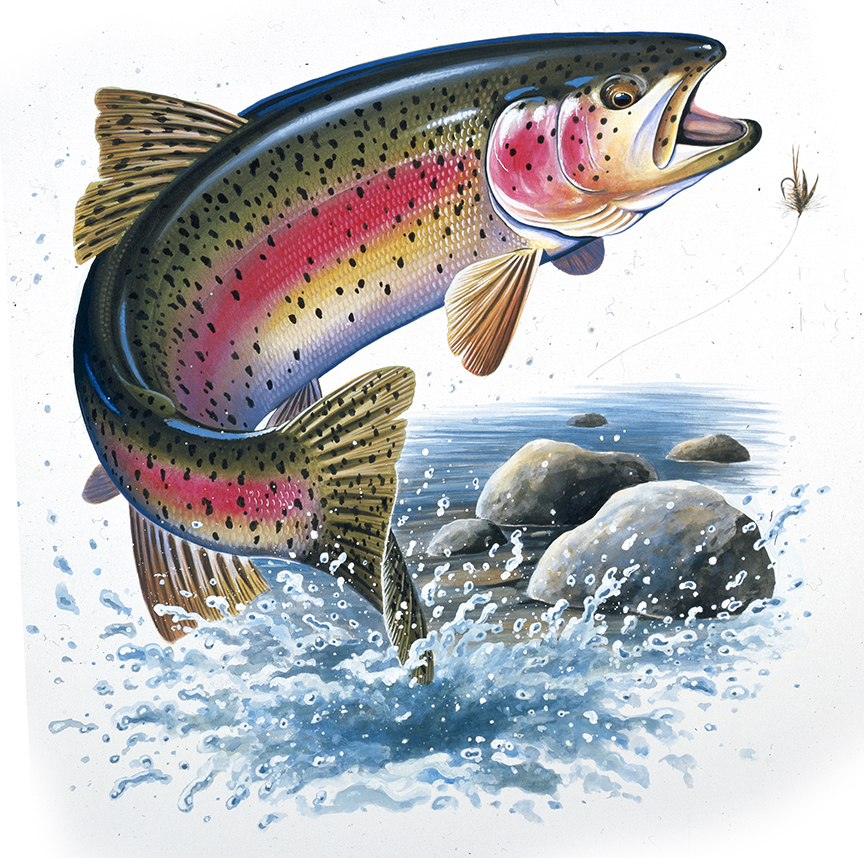 ABH – 4Fish, Rainbow Trout 07350 © Art Brands Holdings, LLC
