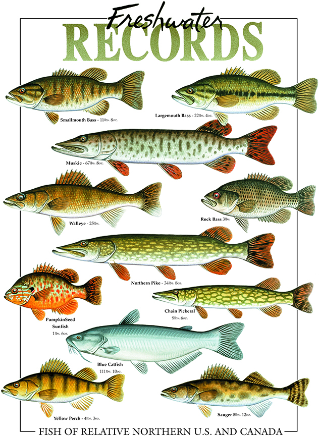 ABH – 4Fish, Records, Freshwater – Fish of Relative Northern US and Canada 05638 © Art Brands Holdings, LLC