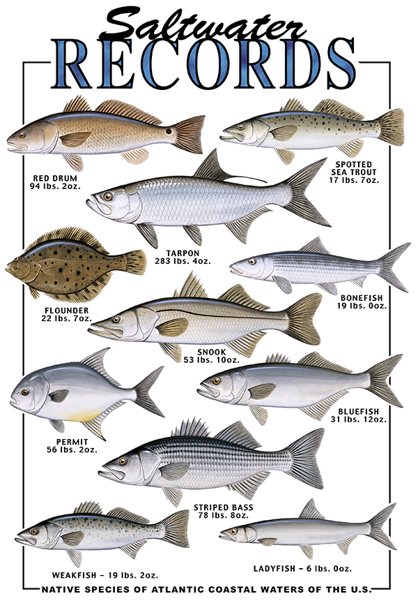 ABH – 4Fish, Records, Saltwater US Native Species Coastal Waters 05987 © Art Brands Holdings, LLC